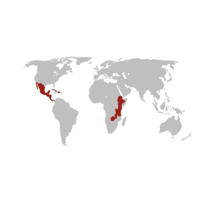 Lavazza Crema och Aroma