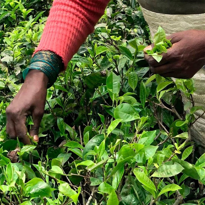 Kusmi Earl Grey Intense Ekologisk 100 g